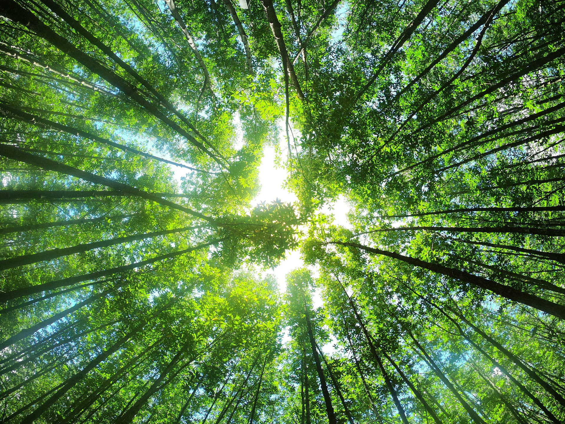 Tree tall with light effect in forest green nature background at country side of Thailand